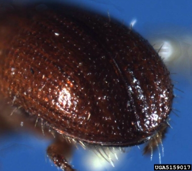 ambrosia beetle, Xyleborus xylographus  (Coleoptera: Curculionidae) - 5159017