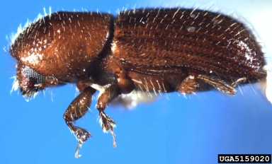 ambrosia beetle, Xyleborus xylographus  (Coleoptera: Curculionidae) - 5159020