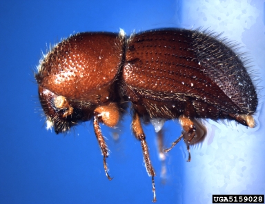 granulate ambrosia beetle, Xylosandrus crassiusculus  (Coleoptera: Curculionidae) - 5159028