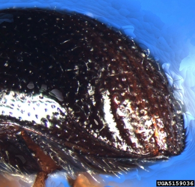black stem borer, Xylosandrus germanus  (Coleoptera: Curculionidae) - 5159036