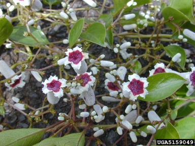 skunk-vine, Paederia foetida  (Rubiales: Rubiaceae) - 5159049