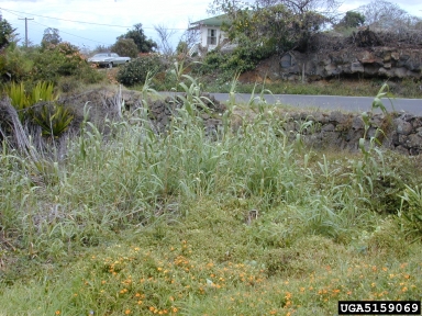 giant reed, Arundo donax  (Cyperales: Poaceae) - 5159069