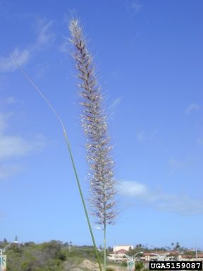 crimson fountaingrass, Pennisetum setaceum  (Cyperales: Poaceae) - 5159087