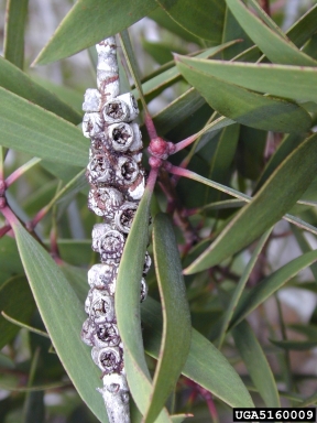 melaleuca, Melaleuca quinquenervia  (Myrtales: Myrtaceae) - 5160009