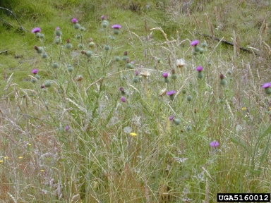 bull thistle, Cirsium vulgare  (Asterales: Asteraceae) - 5160012