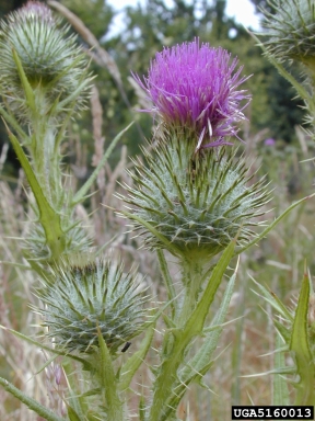 bull thistle, Cirsium vulgare  (Asterales: Asteraceae) - 5160013