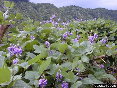 kudzu, Pueraria montana var. lobata (Fabales: Fabaceae (Leguminosae)) - 5160025
