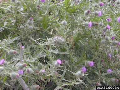 bull thistle, Cirsium vulgare  (Asterales: Asteraceae) - 5160034