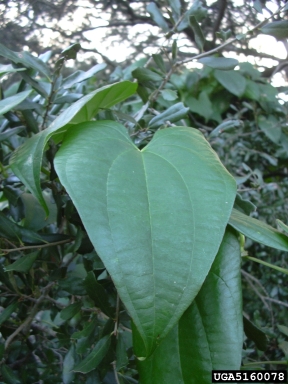 winged yam, Dioscorea alata  (Dioscoreales: Dioscoreaceae) - 5160078