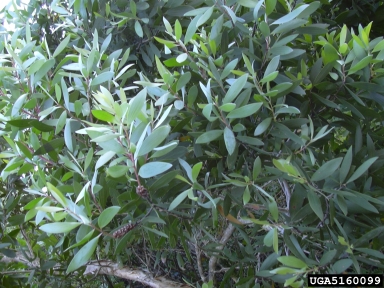 melaleuca, Melaleuca quinquenervia  (Myrtales: Myrtaceae) - 5160099