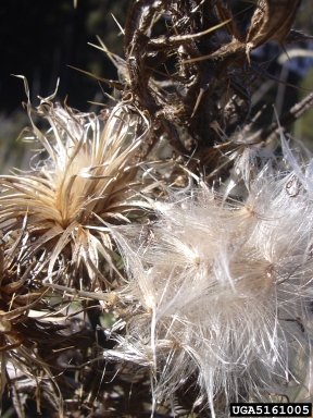 bull thistle, Cirsium vulgare  (Asterales: Asteraceae) - 5161005