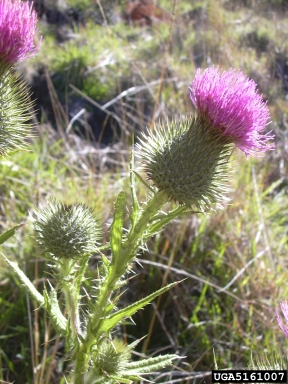 bull thistle, Cirsium vulgare  (Asterales: Asteraceae) - 5161007