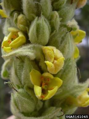 common mullein, Verbascum thapsus  (Scrophulariales: Scrophulariaceae) - 5161045