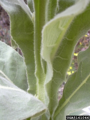 common mullein, Verbascum thapsus  (Scrophulariales: Scrophulariaceae) - 5161046