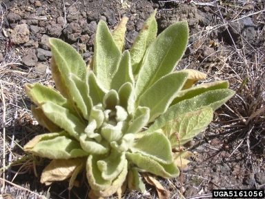 common mullein, Verbascum thapsus  (Scrophulariales: Scrophulariaceae) - 5161056