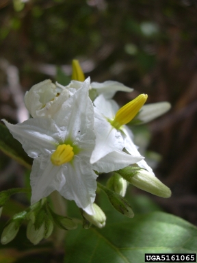 turkeyberry, Solanum torvum  (Solanales: Solanaceae) - 5161065