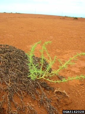 Russian-thistle, Salsola tragus  (Caryophyllales: Chenopodiaceae) - 5162028