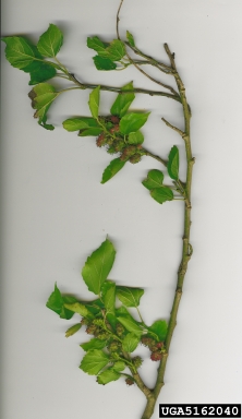 white mulberry, Morus alba  (Urticales: Moraceae) - 5162040
