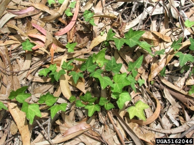 English ivy, Hedera helix  (Apiales: Araliaceae) - 5162046