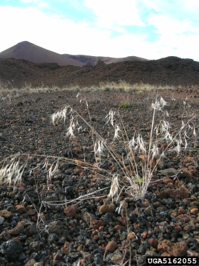 cheatgrass, Bromus tectorum  (Cyperales: Poaceae) - 5162055