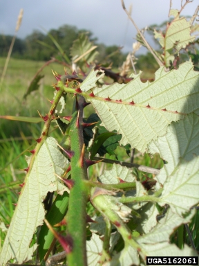 Himalaya blackberry, Rubus armeniacus  (Rosales: Rosaceae) - 5162061