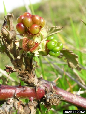 Himalaya blackberry, Rubus armeniacus  (Rosales: Rosaceae) - 5162062