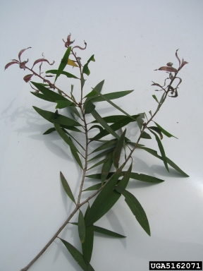 guava rust (Puccinia psidii ) on melaleuca (Melaleuca quinquenervia ) - 5162071