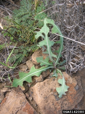 prickly lettuce, Lactuca serriola  (Asterales: Asteraceae) - 5162080