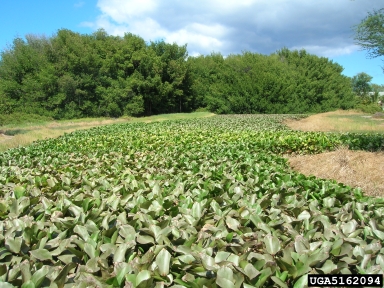 waterhyacinth, Eichhornia crassipes  (Liliales: Pontederiaceae) - 5162094