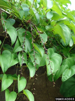 winged yam, Dioscorea alata  (Dioscoreales: Dioscoreaceae) - 5163003