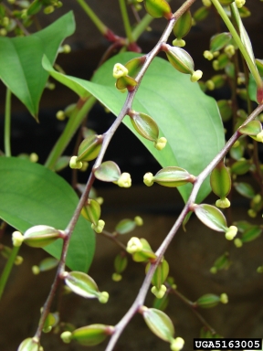 winged yam, Dioscorea alata  (Dioscoreales: Dioscoreaceae) - 5163005