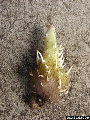 winged yam, Dioscorea alata  (Dioscoreales: Dioscoreaceae) - 5163009