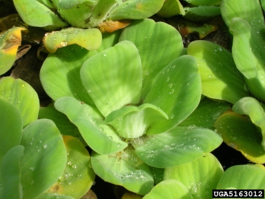 waterlettuce, Pistia stratiotes  (Arales: Araceae) - 5163012