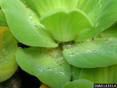 waterlettuce, Pistia stratiotes  (Arales: Araceae) - 5163014