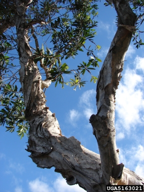 melaleuca, Melaleuca quinquenervia  (Myrtales: Myrtaceae) - 5163021