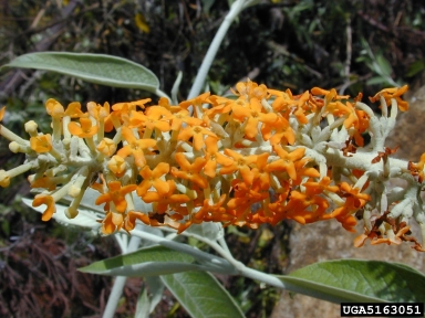 smokebush, Buddleja madagascariensis  (Scrophulariales: Buddlejaceae) - 5163051