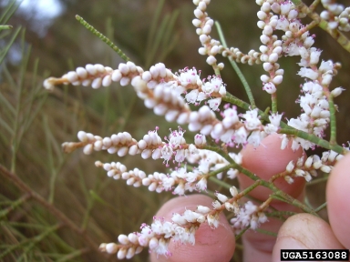 Athel tamarisk, Tamarix aphylla  (Violales: Tamaricaceae) - 5163088