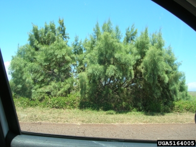 Athel tamarisk, Tamarix aphylla  (Violales: Tamaricaceae) - 5164005