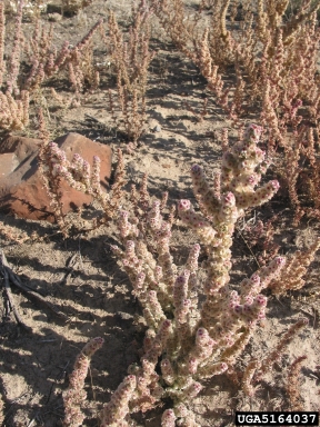 halogeton, Halogeton glomeratus  (Caryophyllales: Chenopodiaceae) - 5164037
