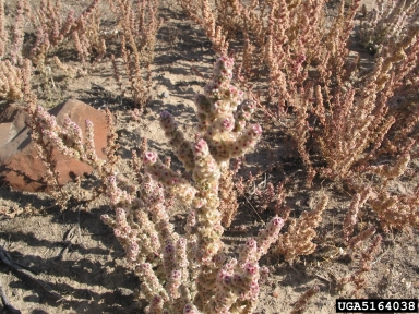 halogeton, Halogeton glomeratus  (Caryophyllales: Chenopodiaceae) - 5164038