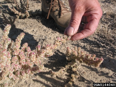 halogeton, Halogeton glomeratus  (Caryophyllales: Chenopodiaceae) - 5164040