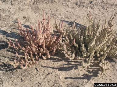halogeton, Halogeton glomeratus  (Caryophyllales: Chenopodiaceae) - 5164043