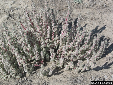 halogeton, Halogeton glomeratus  (Caryophyllales: Chenopodiaceae) - 5164044