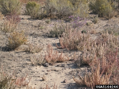 halogeton, Halogeton glomeratus  (Caryophyllales: Chenopodiaceae) - 5164046