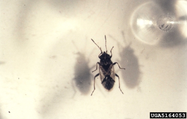 wheat bug, Nysius huttoni  (Hemiptera: Lygaeidae) - 5164053