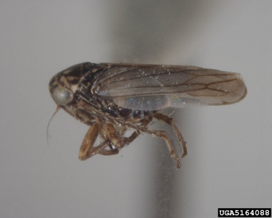leafhoppers, Agallia spp.  (Hemiptera: Cicadellidae) - 5164088