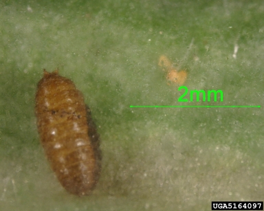 leafminer flies,    (Diptera: Agromyzidae) - 5164097