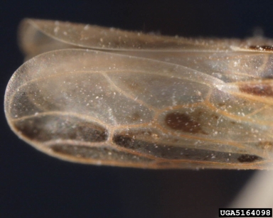 leafhoppers, Alebra spp.  (Hemiptera: Cicadellidae) - 5164098