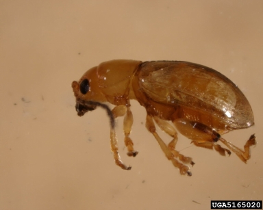 flea beetles, Aphthona spp.  (Coleoptera: Chrysomelidae) - 5165020