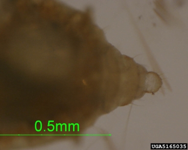 aphids,    (Hemiptera: Aphididae) - 5165035